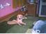Labrador retriever Balou * 8/5-2014*
