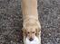 Labrador retriever Balou * 8/5-2014*