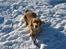 Labrador retriever Balou * 8/5-2014*