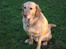 Labrador retriever Balou * 8/5-2014*