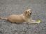 Labrador retriever Balou * 8/5-2014*