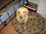 Labrador retriever Balou * 8/5-2014*