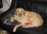 Labrador retriever Balou * 8/5-2014*