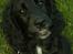 Blanding af racer Blanding *Luna* - Hej :D