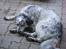 Blanding af racer Skuggi  R.I.P 5 marts 08
