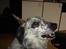 Blanding af racer Skuggi  R.I.P 5 marts 08