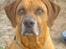 Rhodesian ridgeback Djambo - se er jeg ikke bare smuk...