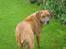 Rhodesian ridgeback Djambo - sagde du jeg fik en guffer