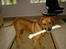Rhodesian ridgeback Djambo - se mit lange kødben...*ss*