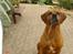 Rhodesian ridgeback Djambo - se jeg kan have andet i munden end mad...