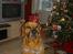 Rhodesian ridgeback Djambo - Jul skulle være hyggeligt, hmm det er da kun pepernødderne der gør julen god!:´D