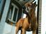 Rhodesian ridgeback Djambo