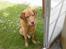 Labrador retriever Scott