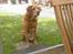 Labrador retriever Scott