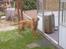 Labrador retriever Scott