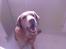 Labrador retriever Scott