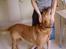 Labrador retriever Scott