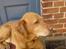 Labrador retriever Scott