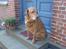 Labrador retriever Scott