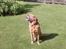 Labrador retriever Scott