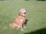 Labrador retriever Scott