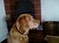 Labrador retriever Scott