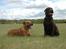 Rhodesian ridgeback Libaax (løve på Somalisk) - Se lige hvor stor Hannibal er blevet....  tror faktisk han vejer mere end mig nu