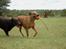 Rhodesian ridgeback Libaax (løve på Somalisk) - ved godt at vi er lidt uskarpe her.........  men det her går altså også ret stærkt....