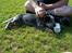 Australsk cattledog Abim
