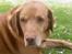 Labrador retriever Scott