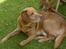 Labrador retriever Scott