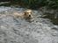 Labrador retriever Balou * 8/5-2014*
