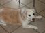 Beagle plet