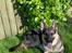 Schæferhund Lion - SAVN :'( - Im so beautifull.. håhå