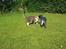Australsk cattledog Abim