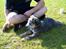 Australsk cattledog Abim