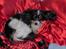 Papillon sille R.I.P :'( - Sille i mon storebrors seng..