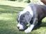 Blanding af racer Tazz