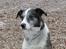 Blanding af racer Don - den lille hund
