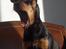 Dvaergpinscher Lille Lua Kahlúa - Godmorgen *gg* Jan 07