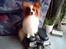 Papillon Gizmo R.I.P. - Gizmo træner på min stepmaskine for at blive en "stor" hund hi hi.