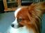 Papillon Gizmo R.I.P. - Er jeg ikke bare dejlig i profil.
