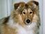 Collie langhåret Vicky - 4½ mdr
