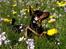 Dvaergpinscher Lille Lua Kahlúa - Nyder solen i Bernstoffs parken April 07