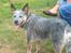 Australsk cattledog Tess - Kaldte du??