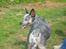Australsk cattledog Tess - Fatter ikke de 2 andre kan blive ved med at ræse rundt.