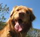 Nova scotia duck tolling retriever Murphy