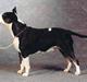 Bullterrier Tinka