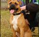 Olde english bulldogge Xantos  (Memory R.I.P.)