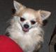 Chihuahua Gizmo